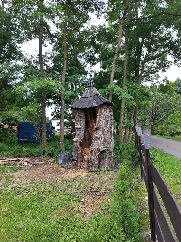 pień wierzby